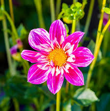 Image Analyzer Missed - Flower